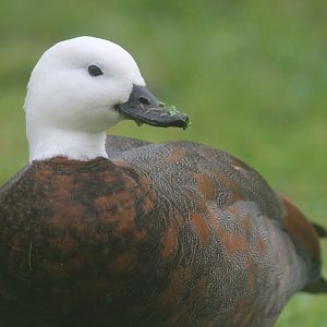 Paradise Shelduck female