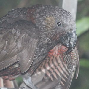 North Island Kākā