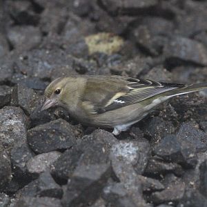 Common Chaffinch female