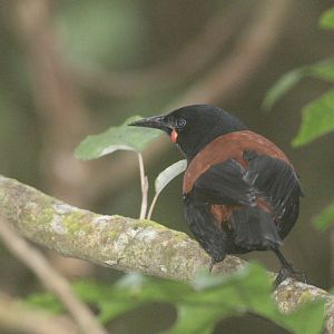 North Island Saddleback