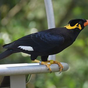 Common Hill Myna (Gracula religiosa)