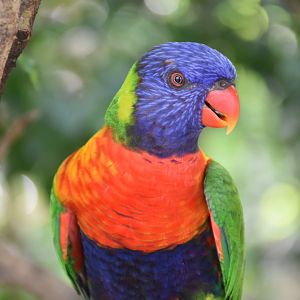 Rainbow Lorikeet (Trichoglossus moluccanus)