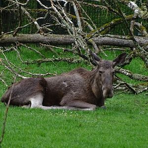Eurasian elk (Alces alces alces)