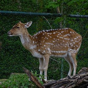 Chital (Axis axis)