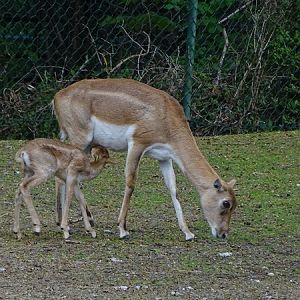 Blackbuck (Antilope cervicapra)