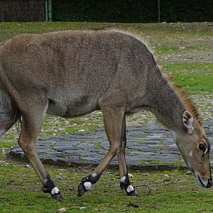 Nilgai (Boselaphus tragocamelus)