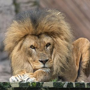 African lion (Bailey), Colchester zoo, UK