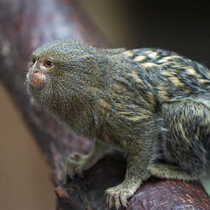 Pygmy marmoset, Colchester zoo, UK