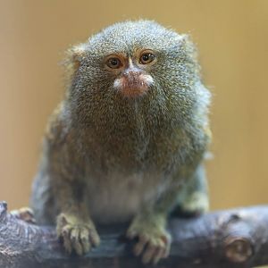 Pygmy marmoset, Colchester zoo, UK