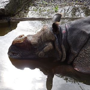 Greater one-horned rhinoceros (Rhinoceros unicornis)