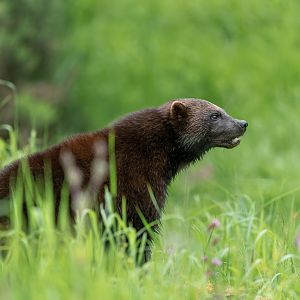 Wolverine (m), ZSL Whipsnade, UK