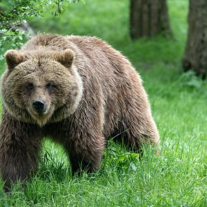 Eurasian / European brown bear, (f), Cinderella, ZSL Whipsnade, UK
