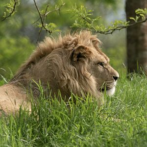 African lion (m), Malik, ZSL Whipsnade, UK