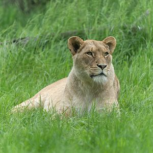 African lion (f), ZSL Whipsnade, UK