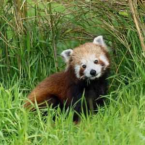 Young red panda, ZSL Whipsnade, UK