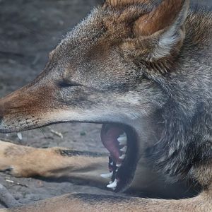 Red Wolf Yawning