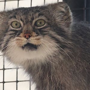 Manul