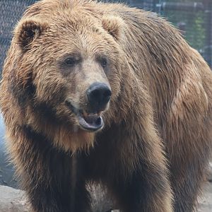 Alaskan Brown Bear