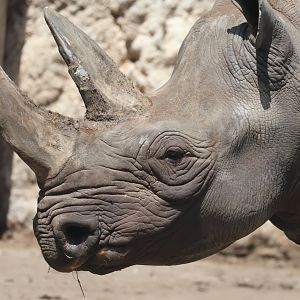 Black Rhinoceros