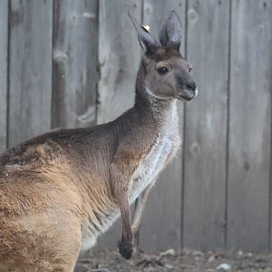 Western Gray Kangaroo