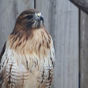 Red Tailed Hawk
