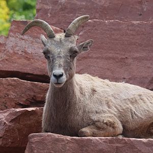 Bighorn Sheep