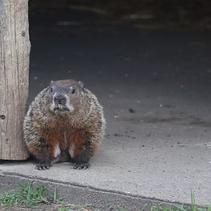 Groundhog