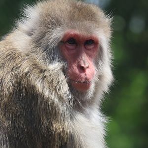 Japanese Macaque