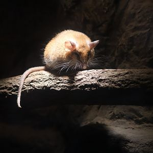 Cairo Spiny Mouse