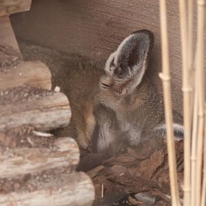 Bat Eared Fox