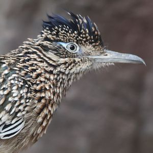Roadrunner