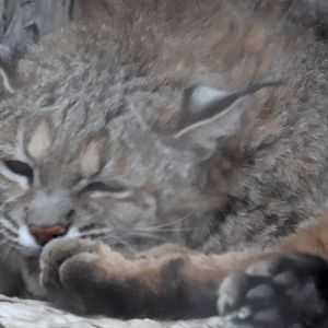 Bobcat
