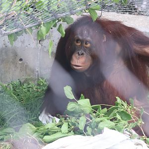 Bornean Orangutan