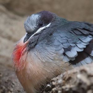 Luzon Bleeding Heart