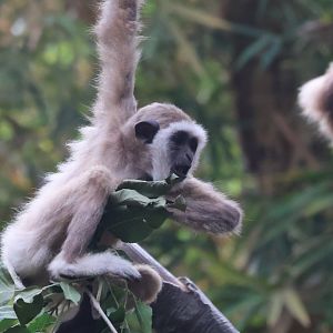 White Handed Gibbon