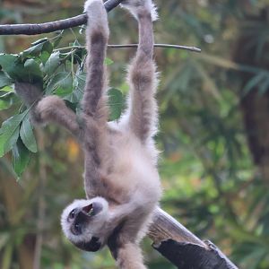 White Handed Gibbon