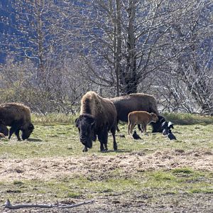 Wood Bison