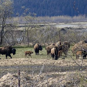 Wood Bison
