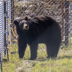 American Black Bear