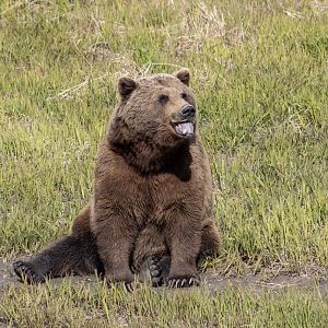 Brown Bear