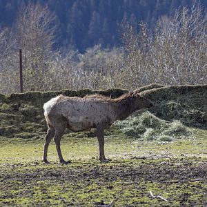 Elk