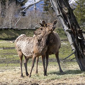 Elk