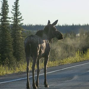 Moose - Alaska