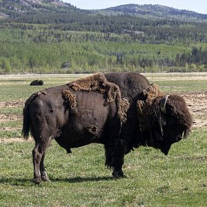 Wood Bison