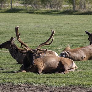 Elk