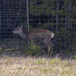 Mule Deer