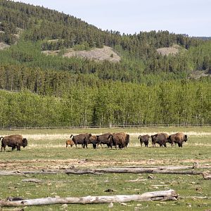 Wood Bison Herd