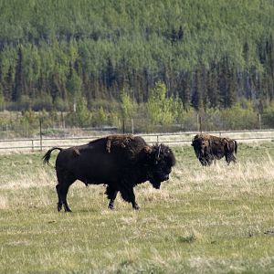 Wood Bison