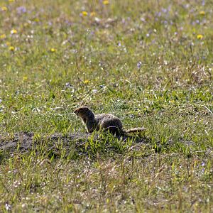 Arctic Ground Squirrel - Yukon