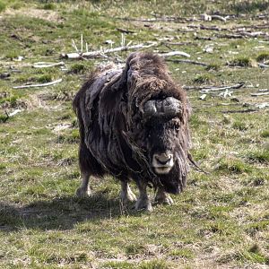 Muskox